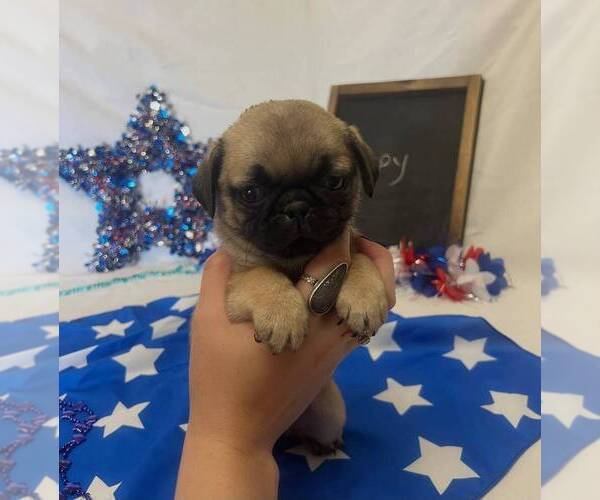 Medium Photo #9 Pug Puppy For Sale in BRIDGEWATER, VA, USA