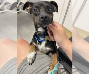 Patches - Male Mutt Dog for Adoption - Photo #6