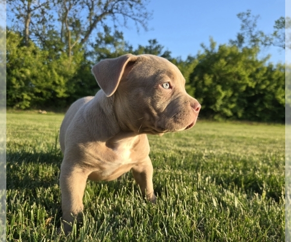Medium Photo #8 American Bully Puppy For Sale in WEST MILTON, OH, USA