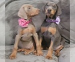 Small Photo #25 Doberman Pinscher Puppy For Sale in POMEROY, OH, USA
