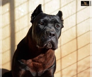 Mother of the Cane Corso puppies born on 01/10/2022