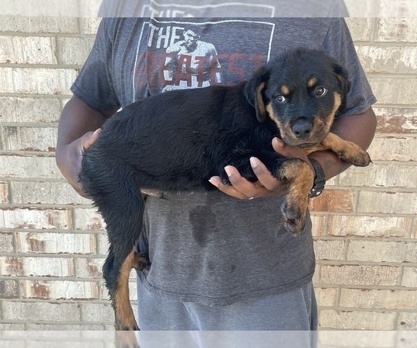 Medium Photo #9 Rottweiler Puppy For Sale in FORT WORTH, TX, USA