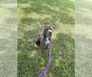 American Pit Bull Terrier Dogs for adoption in Vero Beach, FL, USA