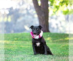 Small #2 Colonial Cocker Spaniel Mix