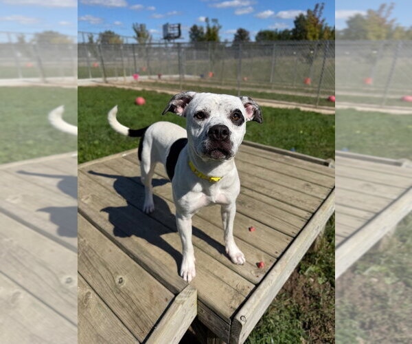 Medium Photo #4 American Staffordshire Terrier-Unknown Mix Puppy For Sale in Pierceton , IN, USA