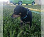 Small Photo #8 Miniature Pinscher-Unknown Mix Puppy For Sale in Chico, CA, USA