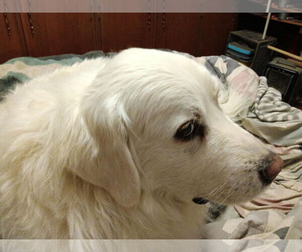 Medium Photo #3 Great Pyrenees Puppy For Sale in Bountiful, UT, USA
