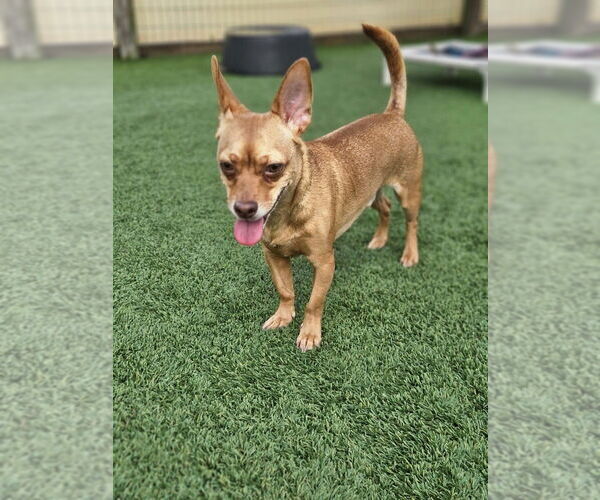 Medium Photo #2 Chihuahua-Unknown Mix Puppy For Sale in oakland, FL, USA