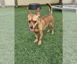 Small #1 Chihuahua Mix
