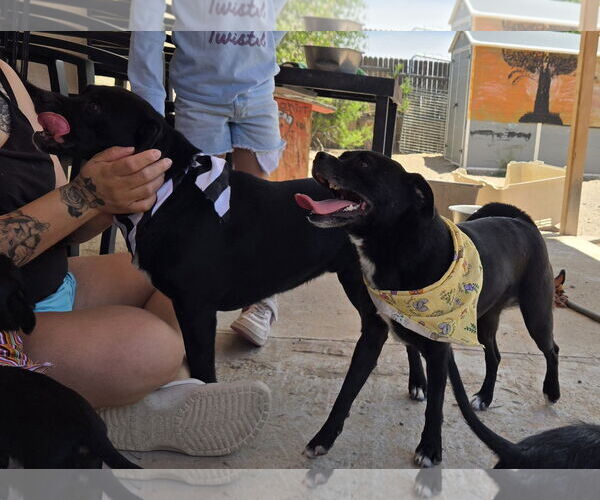 Medium Photo #4 Pug-Unknown Mix Puppy For Sale in Peralta, NM, USA