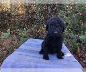 Labradoodle Puppy for sale in GAFFNEY, SC, USA
