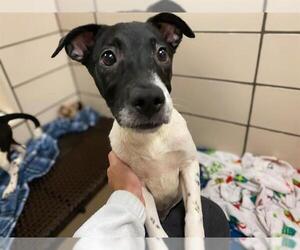 American Pit Bull Terrier-Siberian Husky Mix Dogs for adoption in Fort Wayne, IN, USA