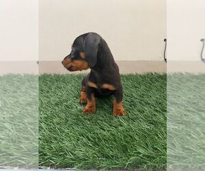 Dachshund Puppy for sale in CHULA VISTA, CA, USA