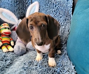 Dachshund Puppy for sale in WALLACE, CA, USA
