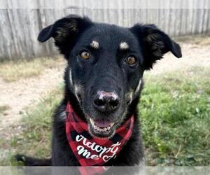 Siberian Husky-Unknown Mix Dogs for adoption in Pueblo, CO, USA
