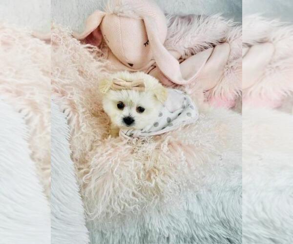 Medium Photo #5 Pomeranian Puppy For Sale in PEMBROKE PINES, FL, USA