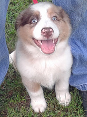 Miniature Australian Shepherd Puppy for sale in HILLIARD, OH, USA