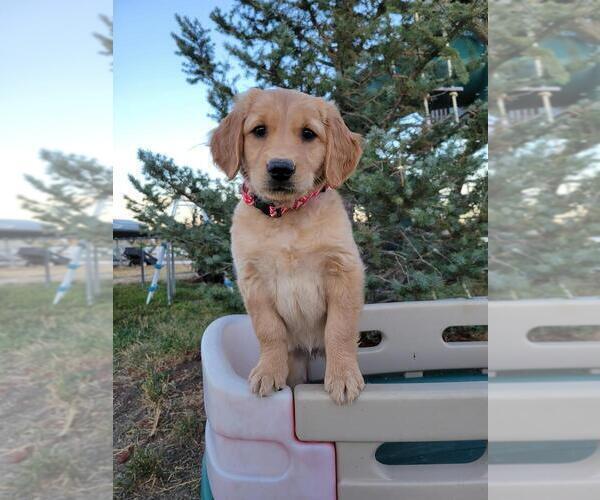 Medium Photo #1 Golden Retriever Puppy For Sale in FORT COLLINS, CO, USA