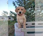 Small Photo #1 Golden Retriever Puppy For Sale in FORT COLLINS, CO, USA