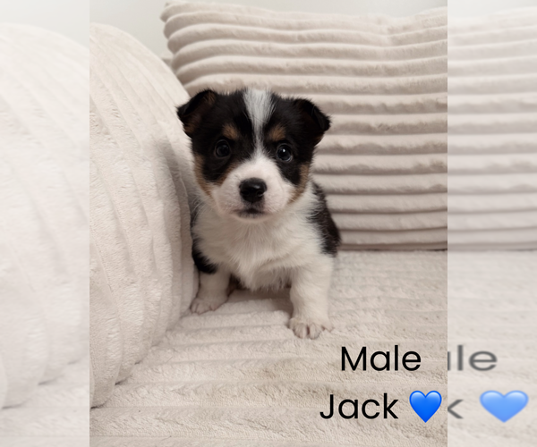 Medium Photo #3 Pembroke Welsh Corgi Puppy For Sale in EPHRATA, PA, USA