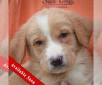Small Golden Shepherd
