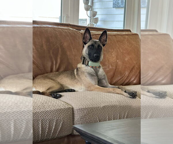 Medium Photo #2 Mutt Puppy For Sale in Imlay City, MI, USA