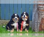 Small Photo #9 Bernese Mountain Dog Puppy For Sale in Dej, Cluj, Romainia