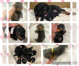 Rottweiler Puppy for sale in ARCADIA, FL, USA