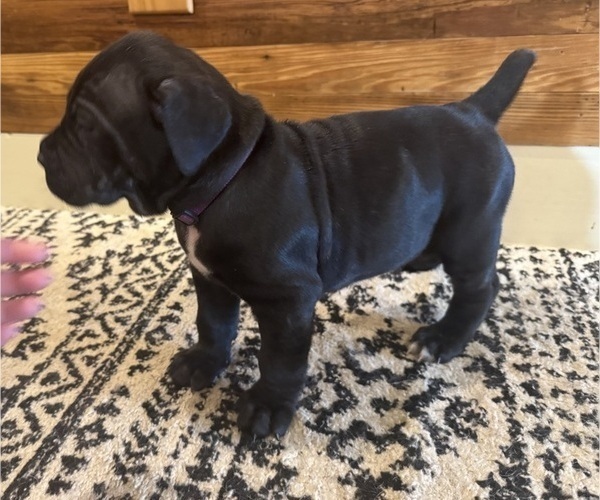 Medium Photo #36 Cane Corso Puppy For Sale in BARBOURSVILLE, VA, USA