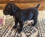 Small Photo #36 Cane Corso Puppy For Sale in BARBOURSVILLE, VA, USA