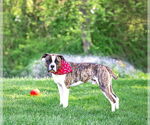 Small #5 Boxer Mix