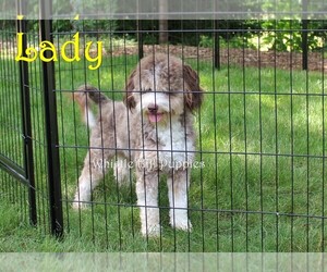 Mother of the Miniature Bernedoodle puppies born on 06/06/2025