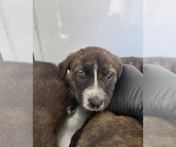 Medium Photo #1 German Shepherd Dog Puppy For Sale in Stockton, CA, USA