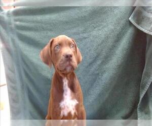Pointer-Unknown Mix Dogs for adoption in Sacramento, CA, USA