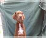 Small Pointer Mix