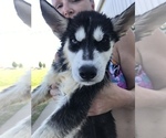 Small Photo #13 Siberian Husky Puppy For Sale in KELLYVILLE, OK, USA