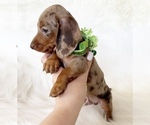 Small #1 Dachshund