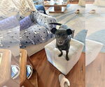Small #5 Jack Russell Terrier