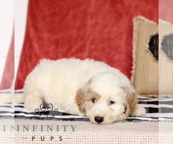 Medium Photo #3 Goldendoodle (Miniature) Puppy For Sale in LITITZ, PA, USA