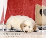 Small #2 Goldendoodle (Miniature)