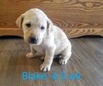 Puppy 3 Labrador Retriever
