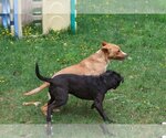 Small Photo #11 Labrador Retriever-Unknown Mix Puppy For Sale in Sebec, ME, USA