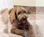 Small Photo #1 Goldendoodle Puppy For Sale in PALM HARBOR, FL, USA