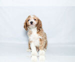 Small Photo #6 Cockapoo Puppy For Sale in NAPPANEE, IN, USA