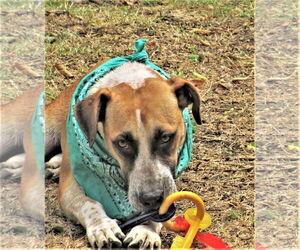 Sage - Male Catahoula Leopard Dog-Unknown Mix Dog for Adoption - Photo #6