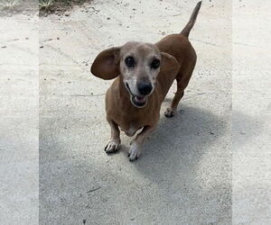 Dachshund Dogs for adoption in York, SC, USA