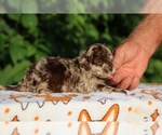 Small #2 ShihPoo