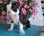 Small Photo #32 Boston Terrier Puppy For Sale in GOSHEN, IN, USA