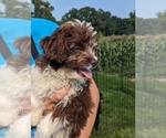 Puppy 4 Aussiedoodle Miniature 
