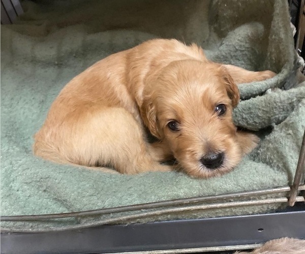 Medium Photo #2 Goldendoodle Puppy For Sale in ROANOKE, TX, USA